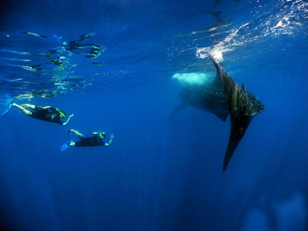 cancun whale shark